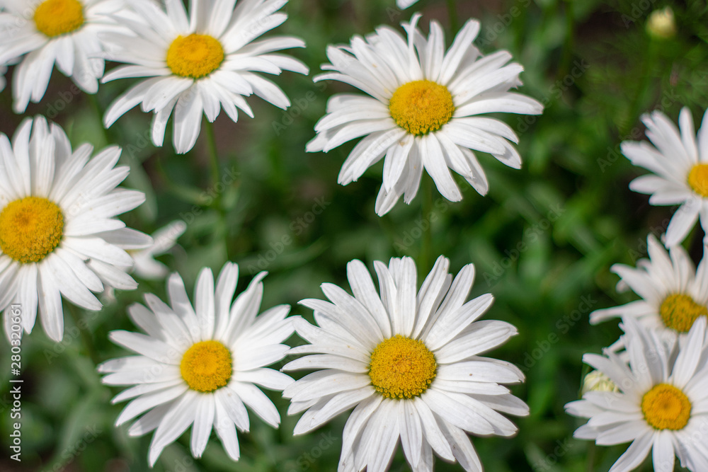 Brightly daisy flowers in a sunny garden Brightly daisy flowers in a sunny garden