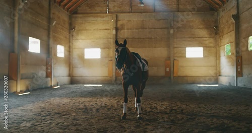 Cinematic slow motion  of young bay horse dressed in a professional apparel before practising exercises for competition of horse racing and dressage on a riding hall. photo