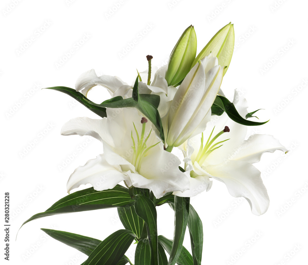Obraz premium Beautiful lilies on white background. Funeral flowers