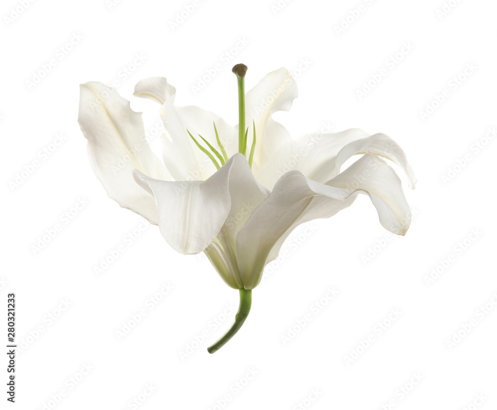 Beautiful lily on white background. Funeral flower Beautiful lily on white background. Funeral flower