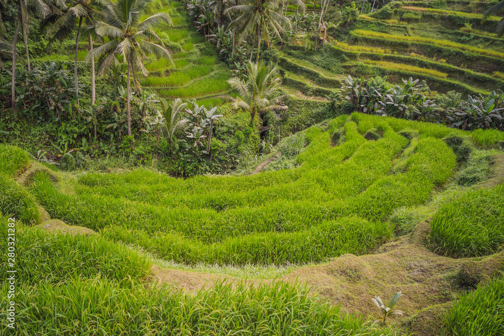Panoramic view of the cascading rice terraces Panoramic view of the cascading rice terraces