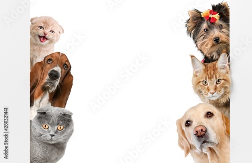Photography Various cats and dogs as frame isolated on white