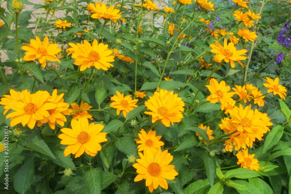 yellow flowers close-up on a summer day yellow flowers close-up on a summer day