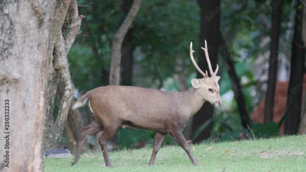 wild Hog deer are grazing grass, wildlife living in nature, slow-motion shot in 4k wild Hog deer are grazing grass, wildlife living in nature, slow-motion shot in 4k
