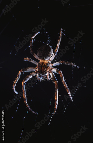 the spider hunts at night on the web, the predator weaves a network for hunting, atmospheric background for Halloween, a macro photograph of a arthropod creature