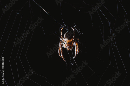 the spider hunts at night on the web, the predator weaves a network for hunting, atmospheric background for Halloween, a macro photograph of a arthropod creature © Антон Фрунзе