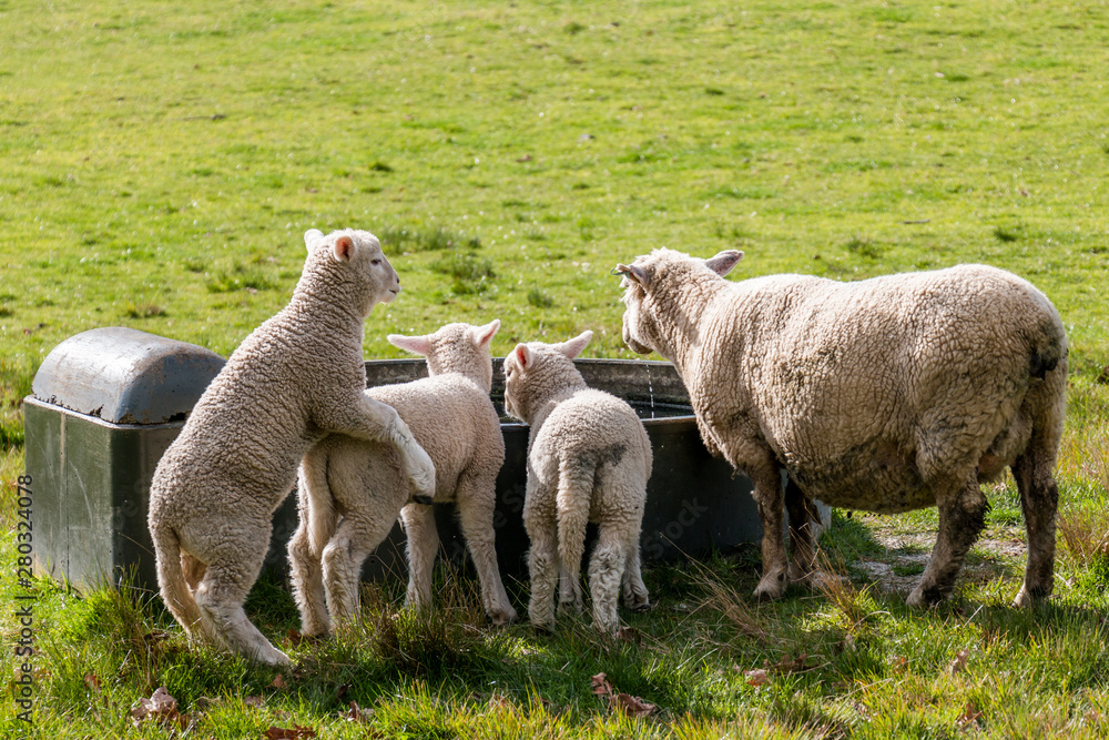 Obraz premium Sheep at One Tree Hill in Auckland, New Zealand
