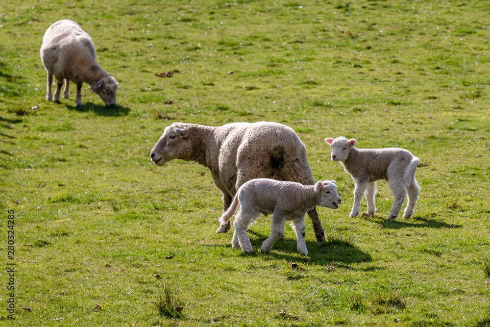 Sheep at One Tree Hill in Auckland, New Zealand Sheep at One Tree Hill in Auckland, New Zealand