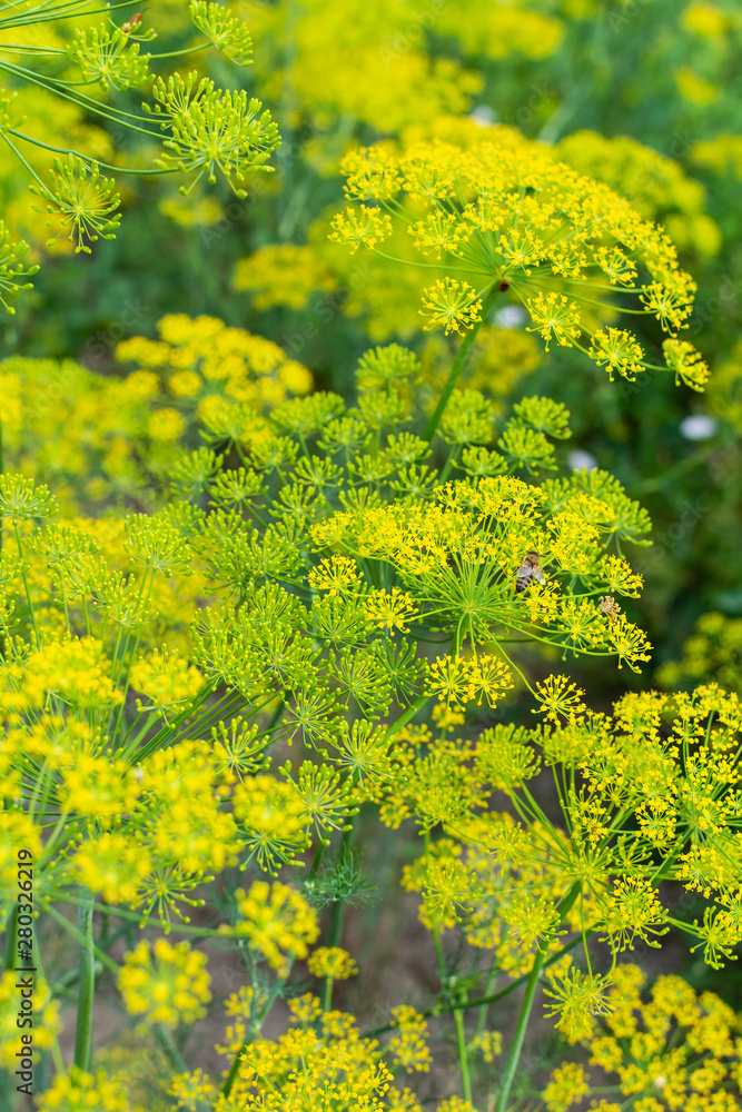 Dill, a flowering garden plant, natural background Dill, a flowering garden plant, natural background