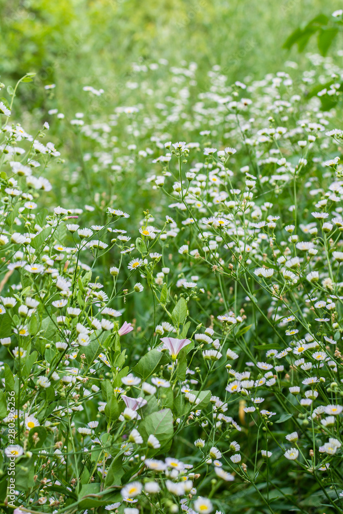 Field camomiles closeup on a meadow in a village, summer outdoor recreation