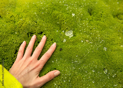 Female hand on a background of bright green moss and dew drops. Iceland, Landmannalaugar