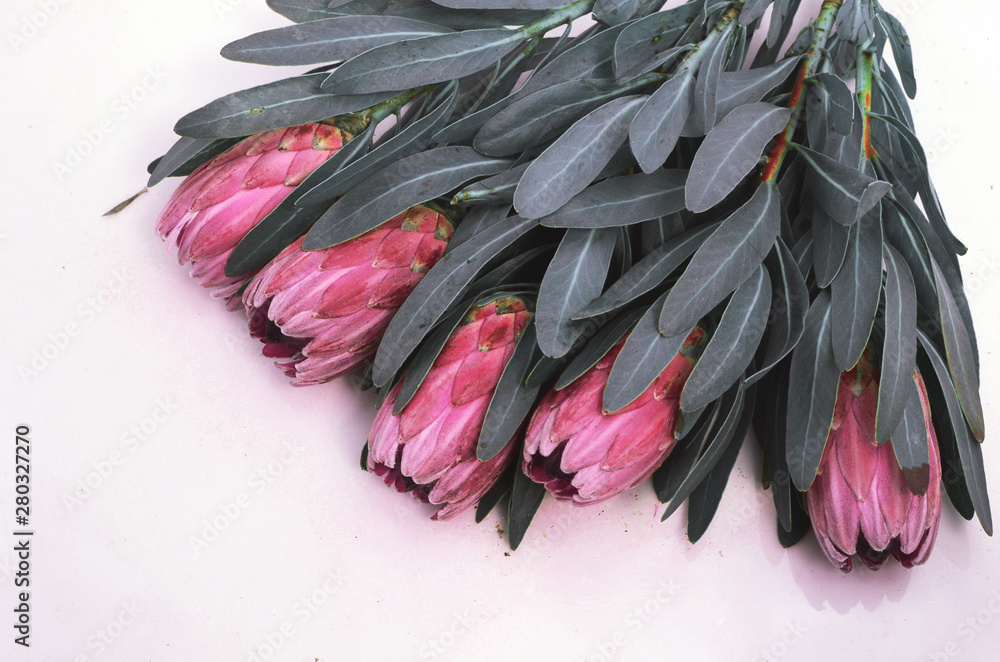 Protea flowers bunch. Blooming Pink King Protea Plant over White background. Extreme closeup. Holiday gift, bouquet, buds. One Beautiful fashion flower macro shot. Valentine's Day gift - Image