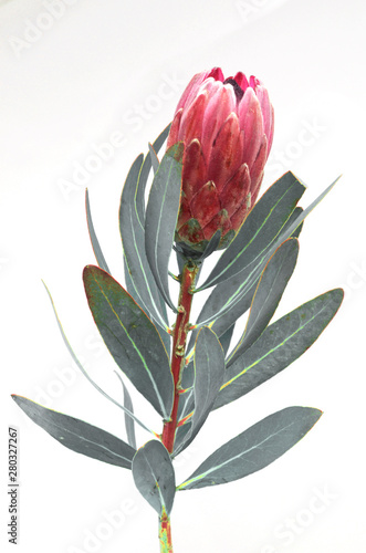 Protea flowers bunch. Blooming Pink King Protea Plant over White background. Extreme closeup. Holiday gift, bouquet, buds. One Beautiful fashion flower macro shot. Valentine's Day gift - Image
