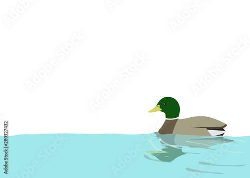水に浮かぶ鴨