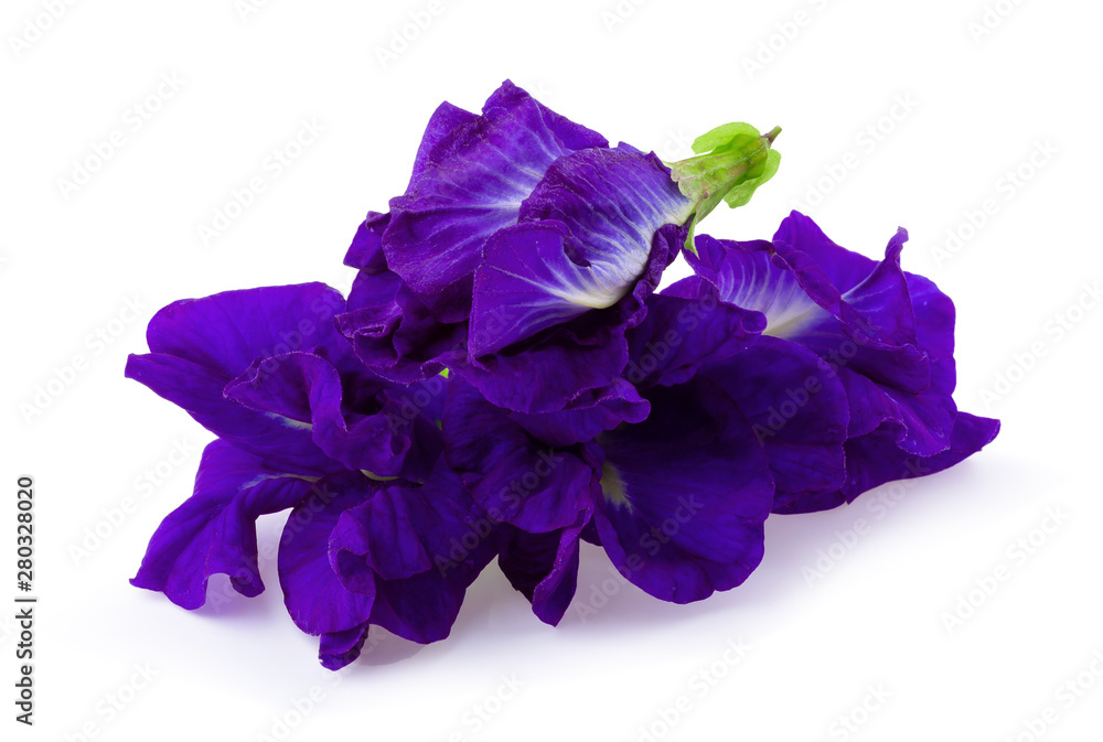 Close up of Butterfly pea flower isolated on a white background Close up of Butterfly pea flower isolated on a white background