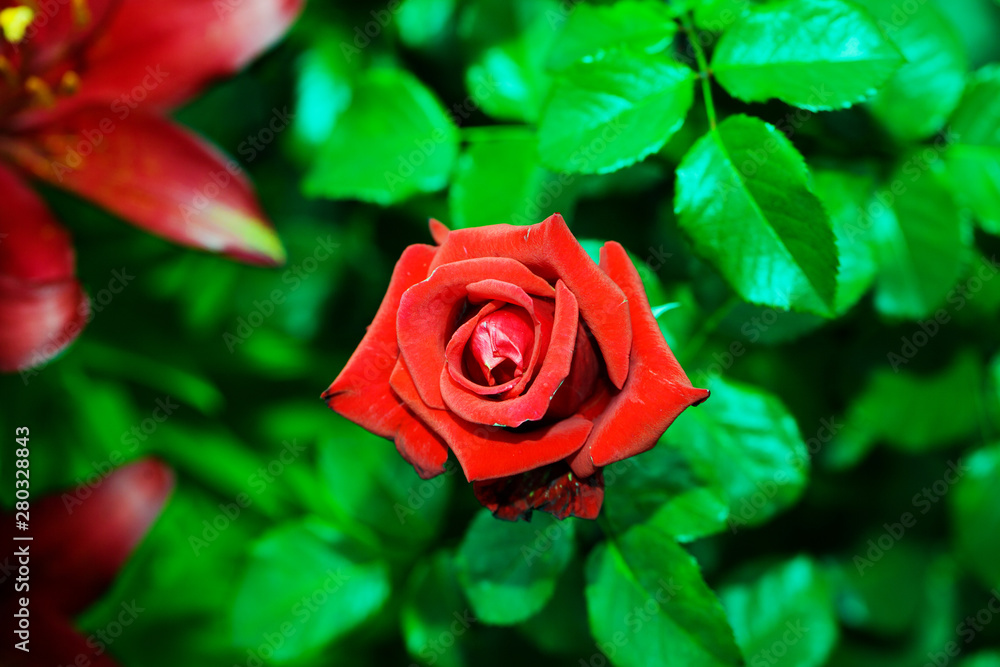 Art photo rose petals isolated on the natural blurred background. Closeup. For design, texture, background. Nature.