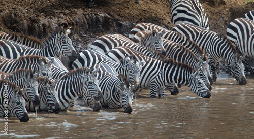 Zebras In The Wild