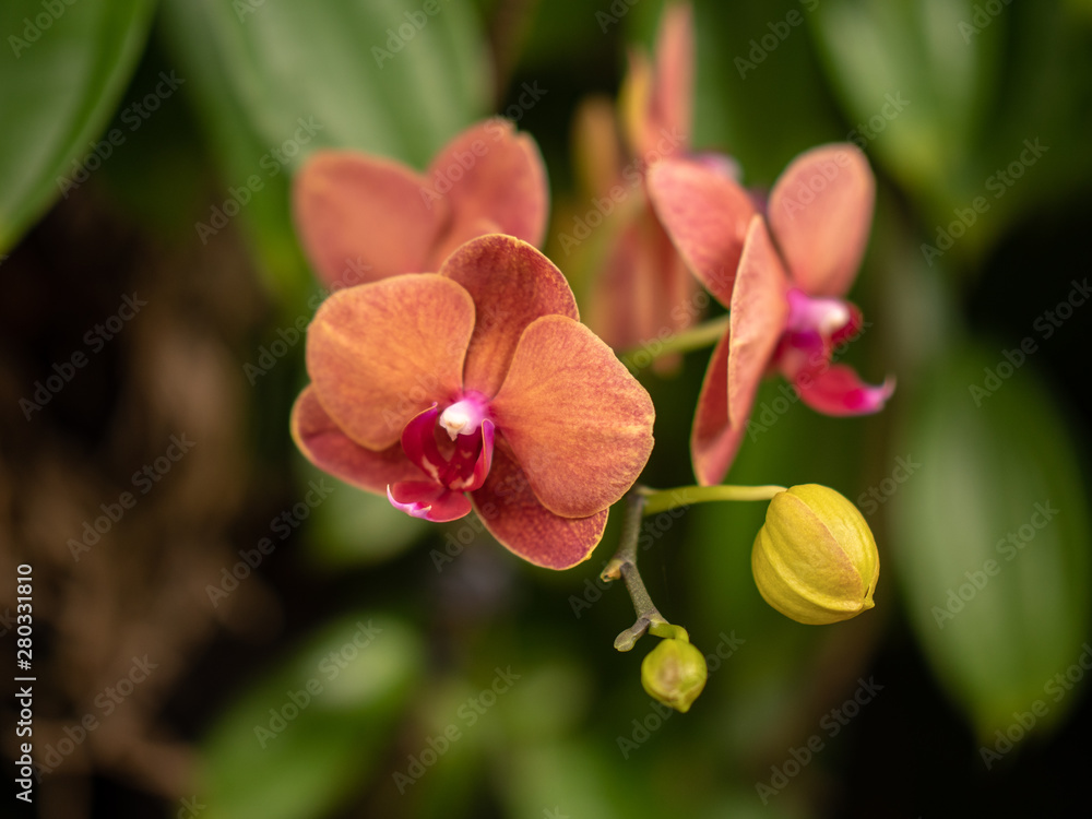Fototapeta premium Flowers on display in Singapore