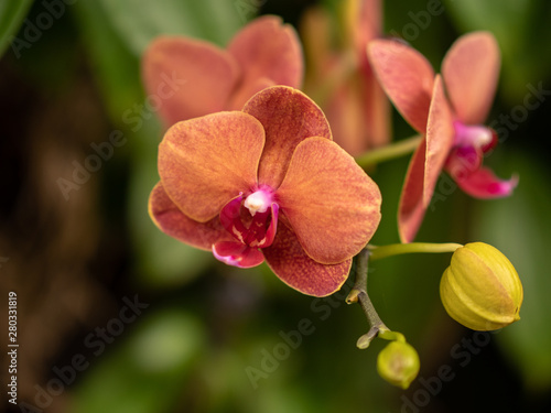 Flowers on display in Singapore