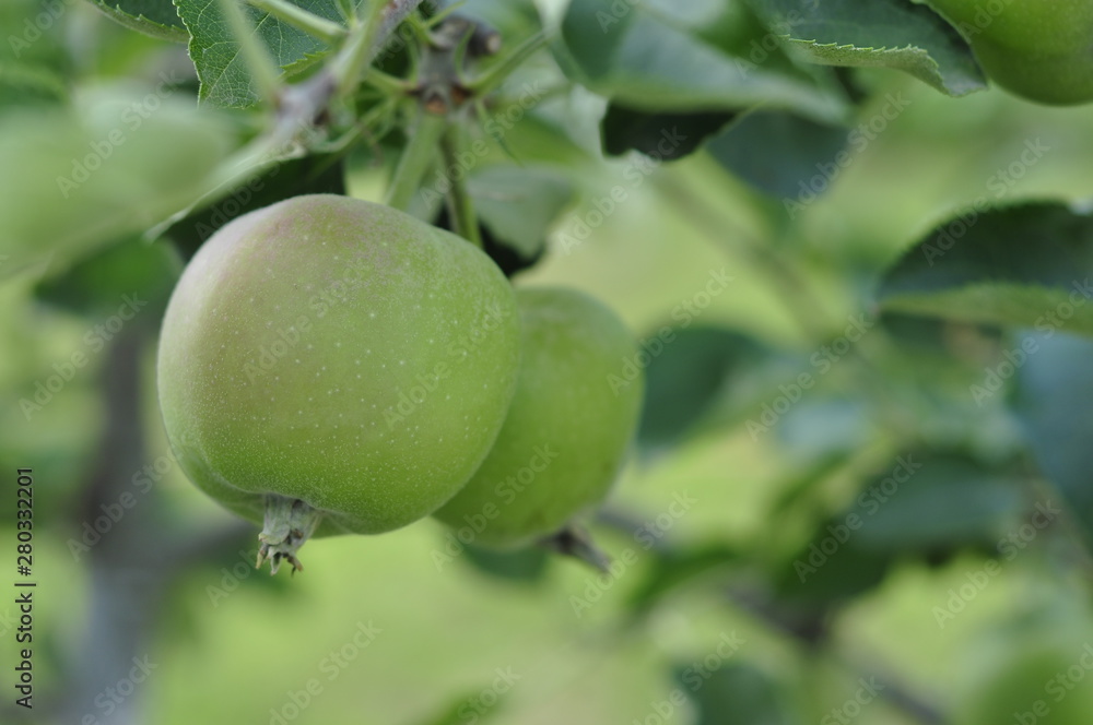 Green unripe apples on a tree with foliage ripen in the sun Green unripe apples on a tree with foliage ripen in the sun