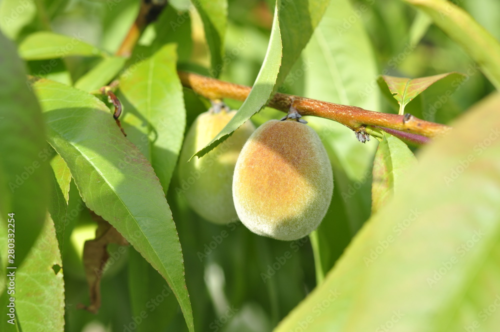 Slightly unripe peaches ripen on a tree in the sun Slightly unripe peaches ripen on a tree in the sun
