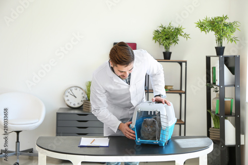 Veterinarian with cute cat ...