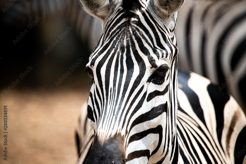 Naklejka premium Closeup potrait beautiful Zeabra looking at the camera isolated on blur background.