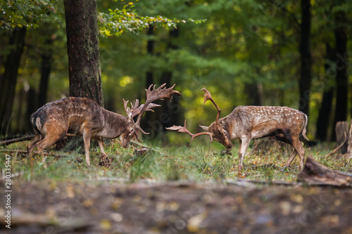 Two aggressive male mammal fallow deer  dama dama  fighting against each other in the summer with copyspace. Pair of angry stag in duel in forest from side view with blurred background.