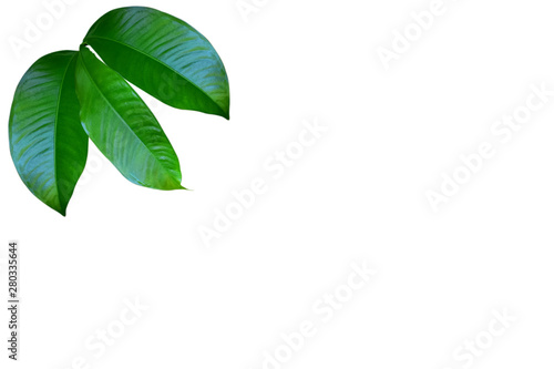 green leaves with a creative concept layout  can be used as wallpaper and background  isolated on white background