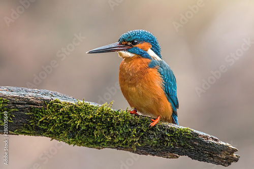 Male Common kingfisher, alcedo atthis, sitting on the bought overgrown with moss in the summer with blurred background. Colorful bird observing the surroundings with selective focus.