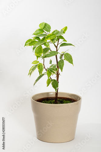 Ficus benjamina. Benjamin ficus. Home indoor bonsai plant.