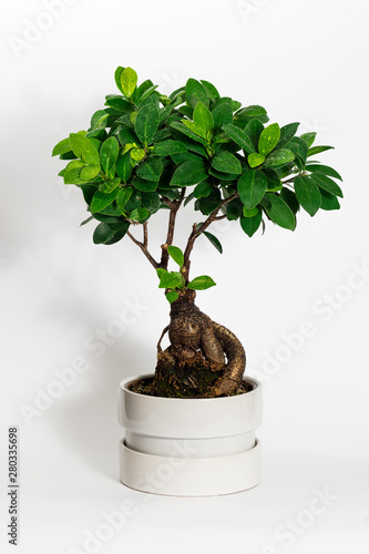 Ficus microcarpa. Home indoor bonsai plant.