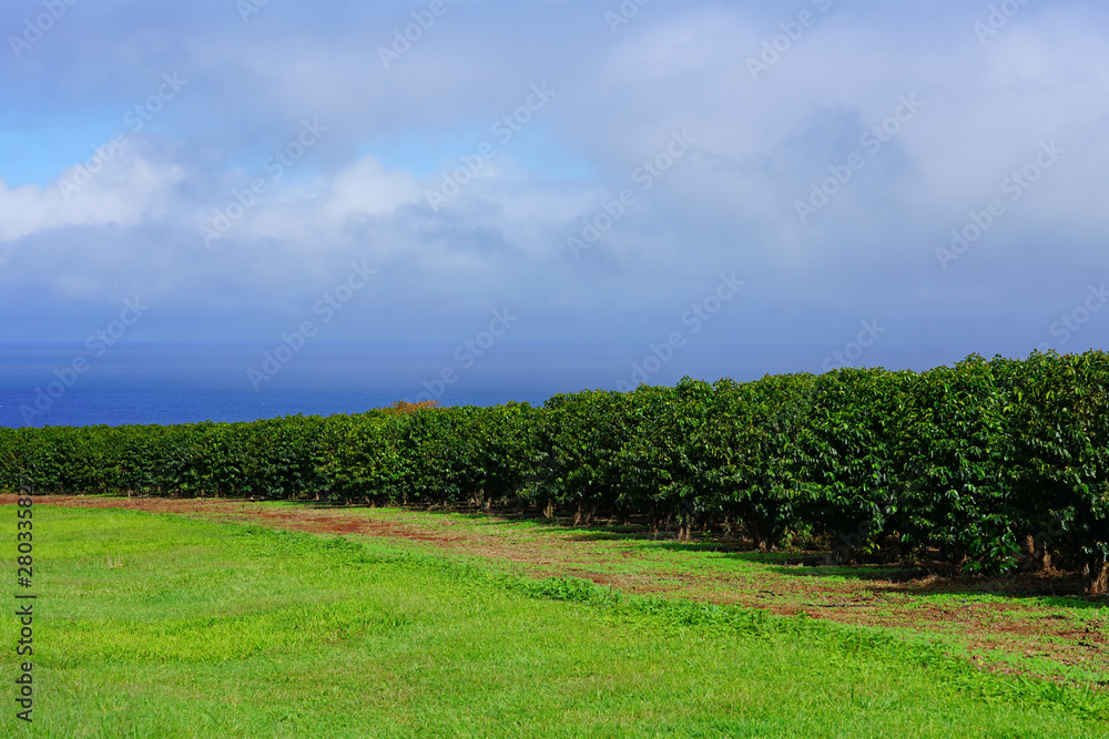 A coffee plantation in Kaanapali, Maui, Hawaii