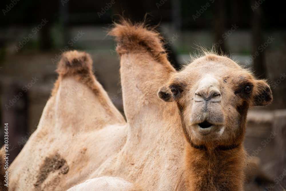 Obraz premium Closeup cute camel looking at the camera with blur background.