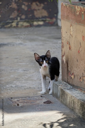 Homeless cat,  Cat of white mixed black color stand on the floor looking at camera are in Thailand, Space for text in template, Vertical