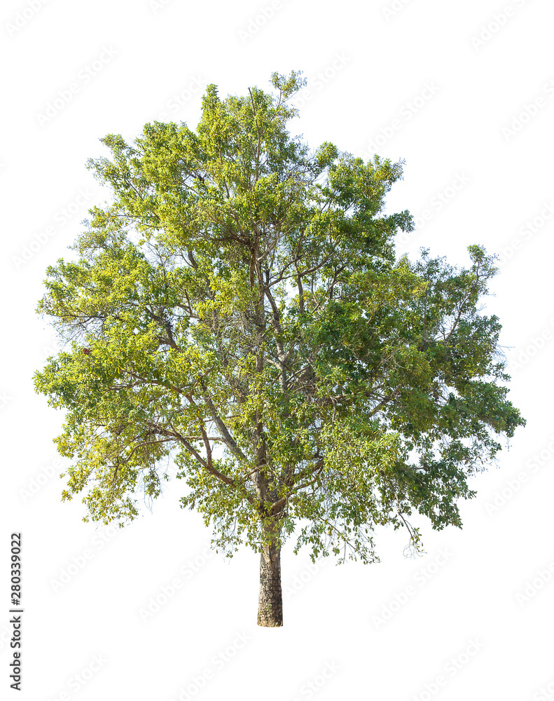 Fototapeta premium tree isolated on white background, collections tree isolated, tree object