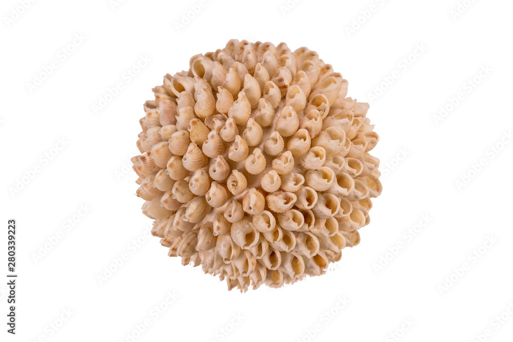 Seashell ball white background isolated. Seashell ball white background isolated.