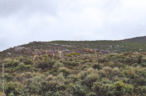 A pack of white tail deer on the wild hillside in the dry desert heat. 