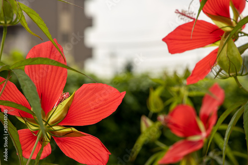 京都ぶらり、夏の赤い花01 photo