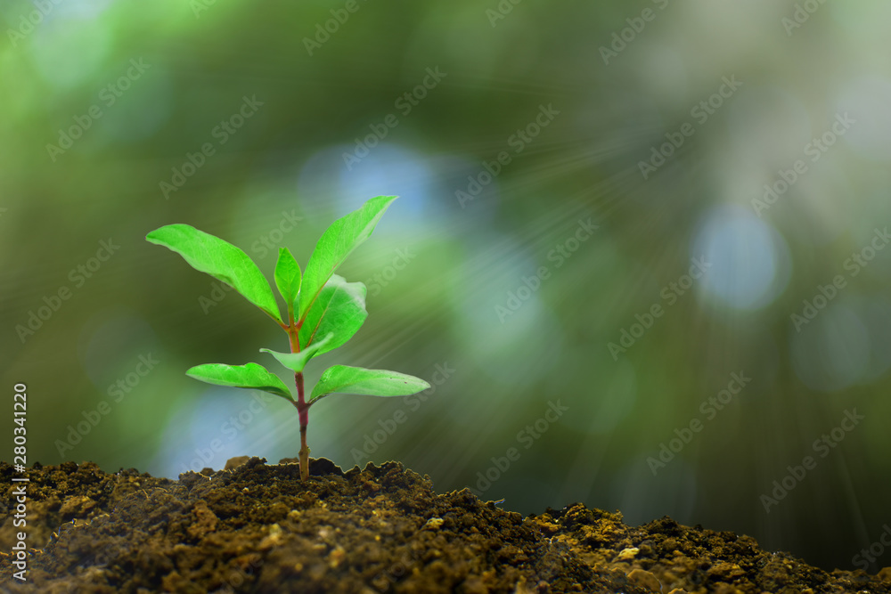 Young plant growing in the morning light and green nature bokeh background , new life growth ecology business financial progress concept ,Earth Day Young plant growing in the morning light and green nature bokeh background , new life growth ecology business financial progress concept ,Earth Day