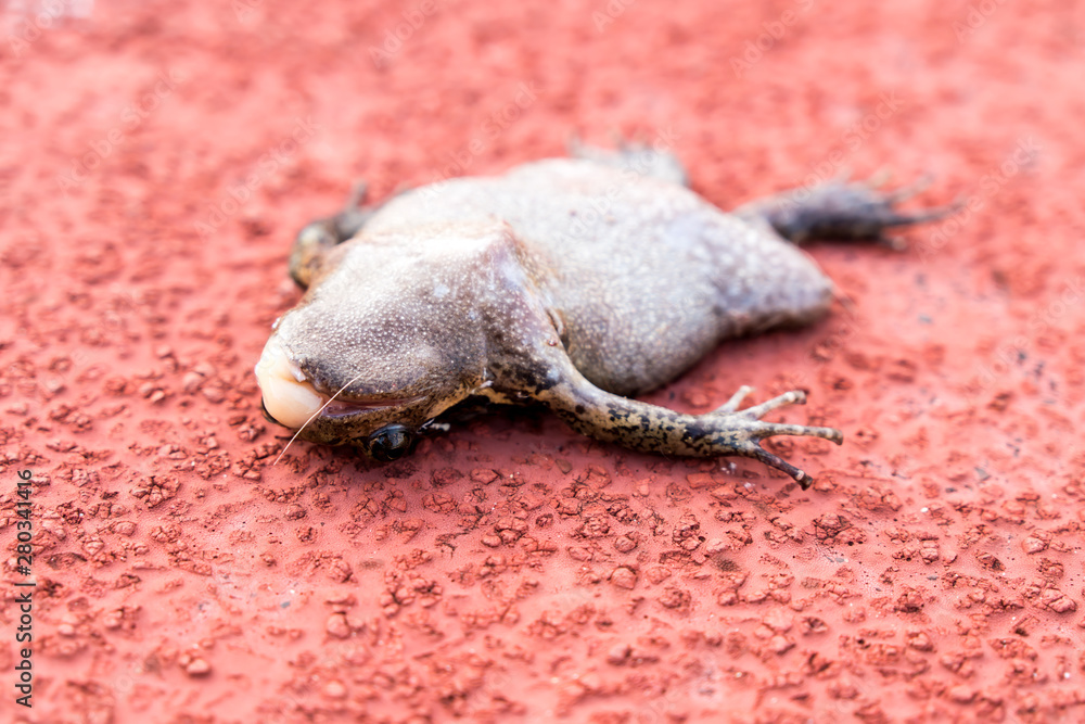 Fototapeta premium The dead frog slept over the field.