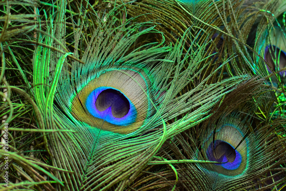 Fototapeta premium Colorful and Artistic Peacock Feathers. This is a macro photo of an arrangement of luminous peacock feathers.