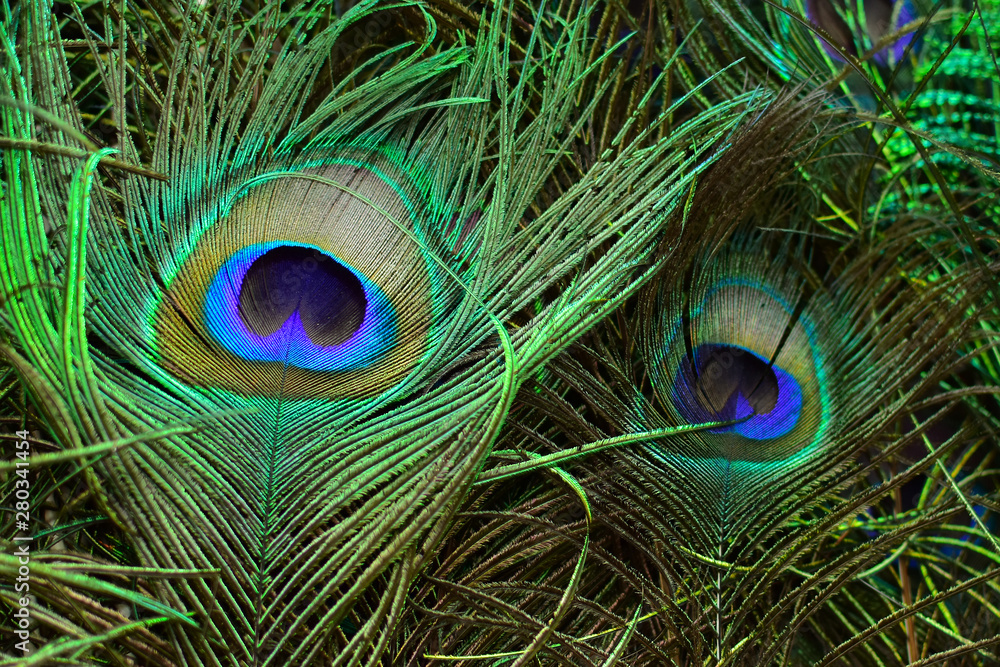 Fototapeta premium Colorful and Artistic Peacock Feathers. This is a macro photo of an arrangement of luminous peacock feathers.