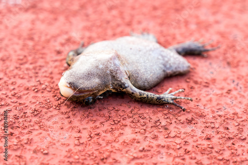 The dead frog slept over the field.
