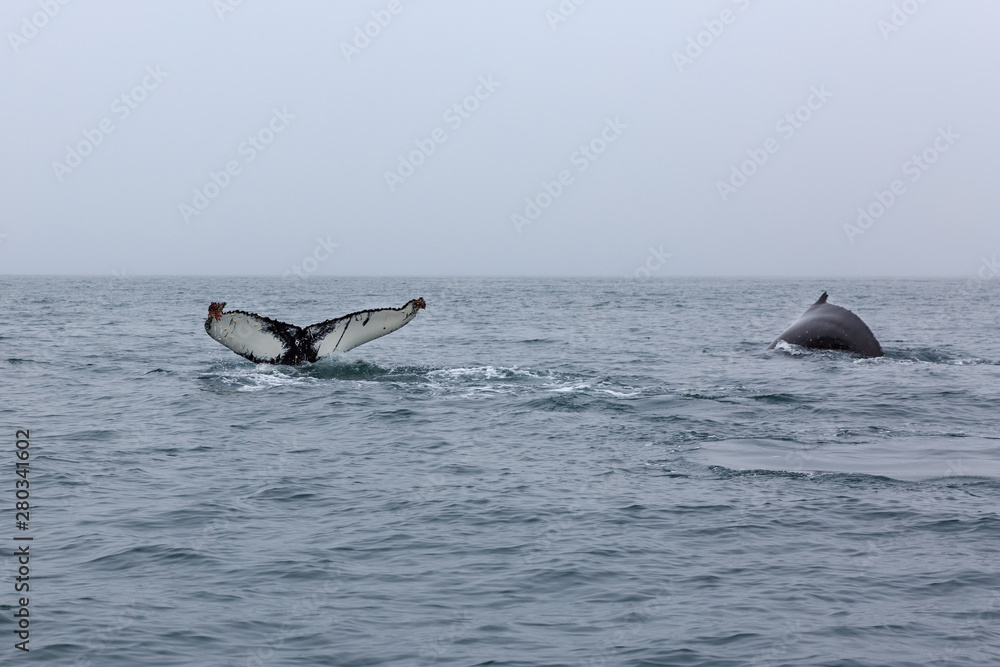 Fototapeta premium Tail fin of humpback whale on sea surface . Whale Watching. Husavik, Iceland.