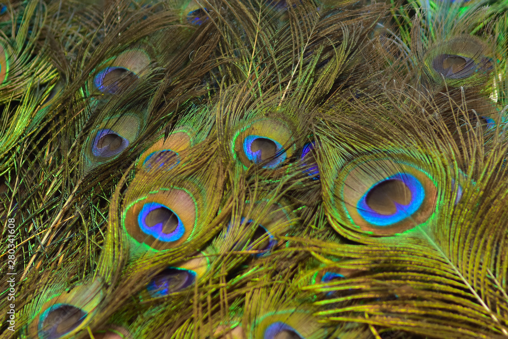 Fototapeta premium Colorful patterns of thousands of beautiful birds.