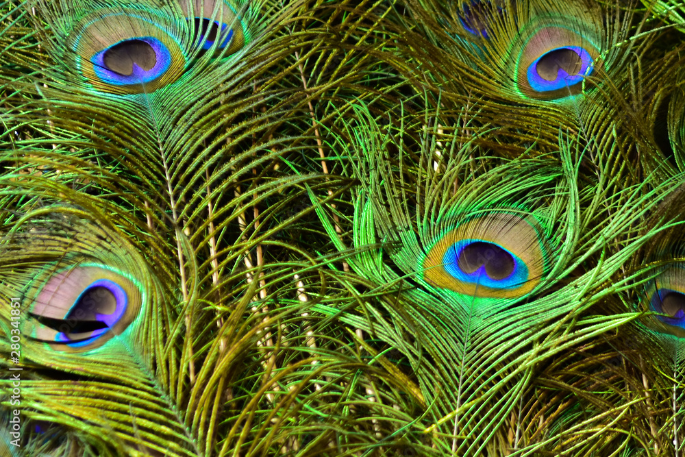 Fototapeta premium Beautiful peacock showing its beautiful feathers