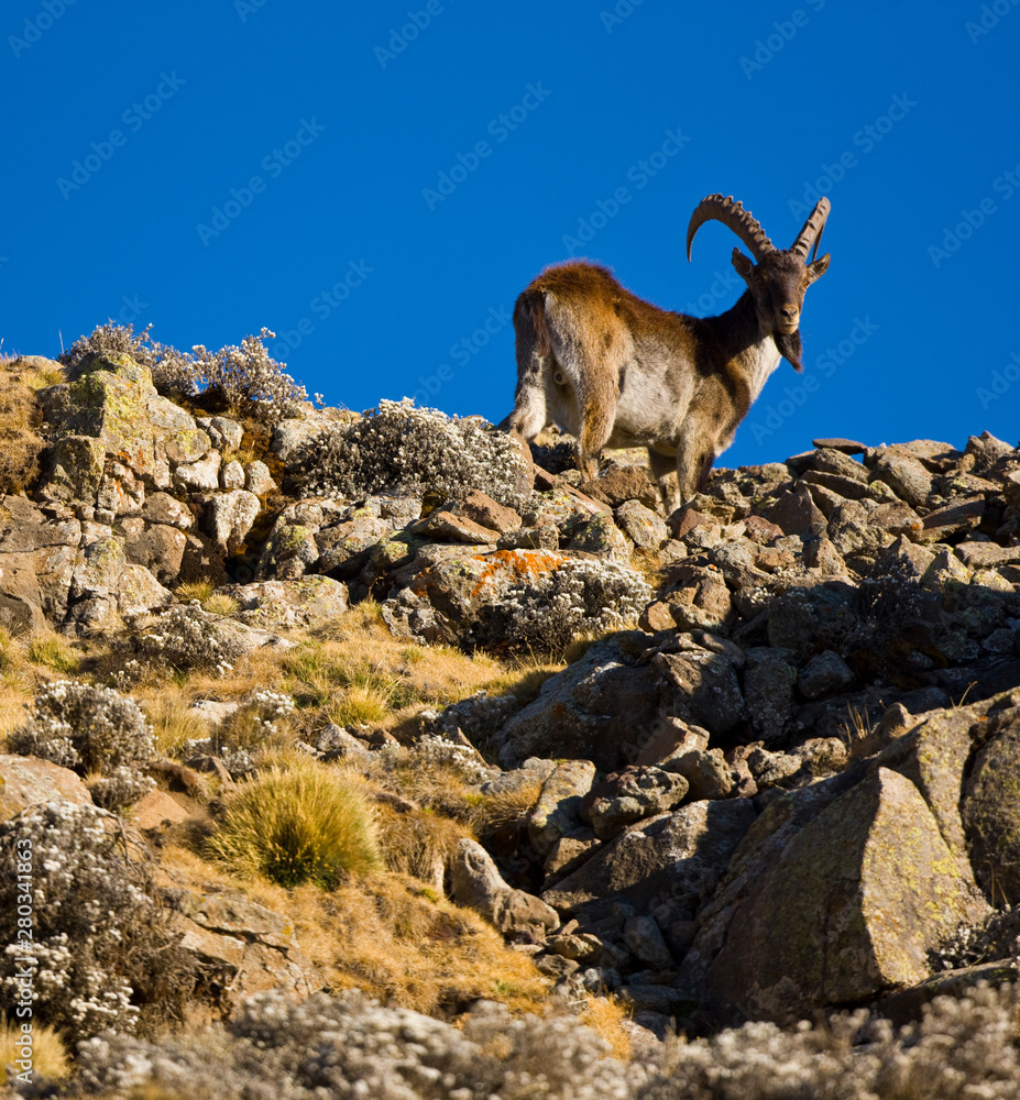 Cabra Ibex Walia, Montañas Simien, Etiopia, Africa - obrazy, fototapety, plakaty 
