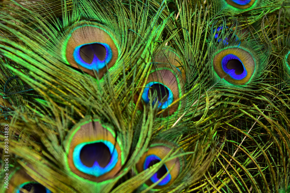 Fototapeta premium Beautiful peacock showing its beautiful feathers