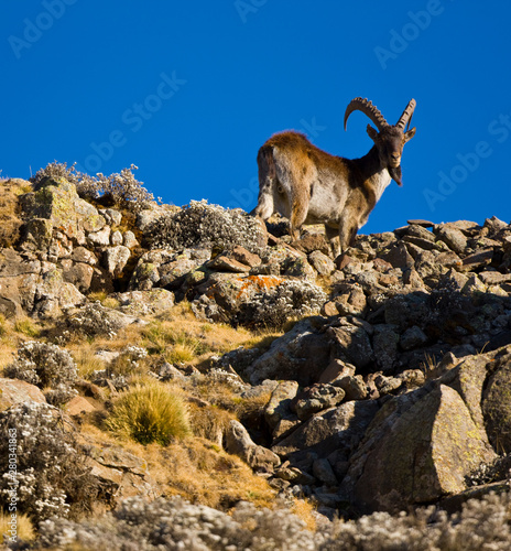 Cabra Ibex Walia, Montañas Simien, Etiopia, Africa © JUAN CARLOS MUNOZ